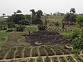 Extensive Landwirtschaft im Norden Benins bei Djougou
