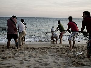 Faina de Pesca,Sesimbra