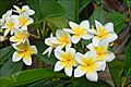 Fleurs de Frangipanier (Île de la Réunion) (4125134278)