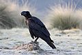 Flickr - don macauley - Corvus crassirostris