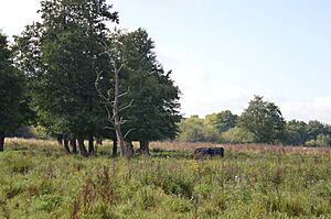 Flitwick Moor 14
