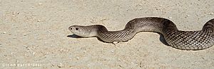 Florida Pine Snake, Pituophis melanoleucus