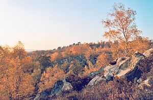 Foret Fontainebleau automne 02