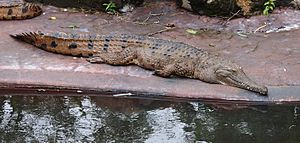 Freshwater crocodile.jpg