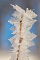 Frost on birch tree
