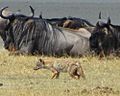 Golden Wolf, navigating Wildebeest, Ngorongoro