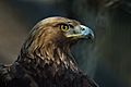 Golden eagle (13434882845)
