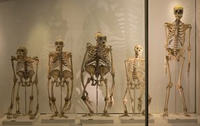 Great ape skeletons in the Museum of Zoology, University of Cambridge