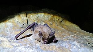 Greater Horseshoe Bat (Rhinolophus ferrumequinum), Gloucestershire, UK