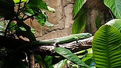 Green keel-bellied lizard (Gastrophalis prasina)