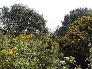 Gunton Warren 8
