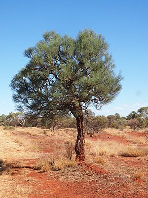 Hakea lorea habit