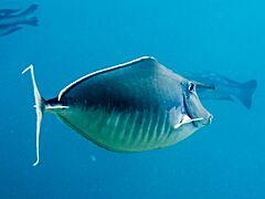 Humpback unicornfish (Naso brachycentron) Indonesia