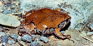 Hypopachus variolosus WLF-148-10A, Municipio Victoria; 12 Aug 2003