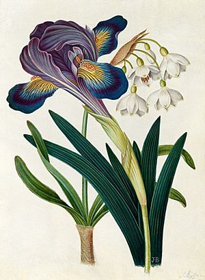 Iris and Summer Snowdrop by James Bolton.jpg