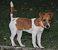 Jack Russell Jackie