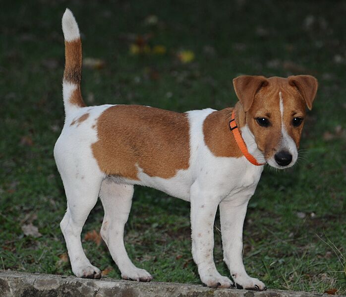 Jack Russell Jackie