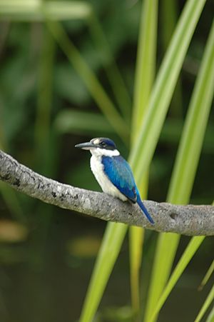 Kingfisher Kakadu