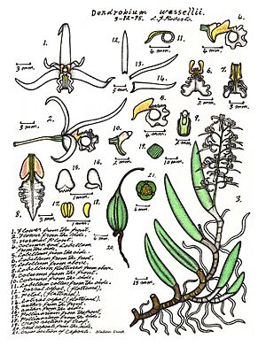 LR032 72dpi Dendrobium wassellii