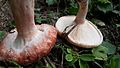 Lactarius torminosus and Lactarius pubescens comparison