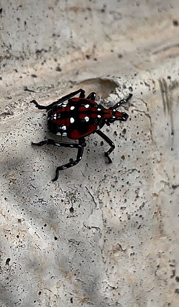 Lanternfly Nymph