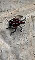Lanternfly Nymph
