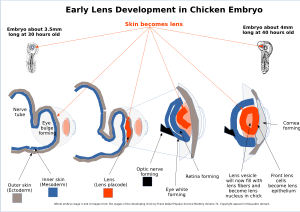Lens embryogenisis