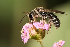 Lipotriches sp.