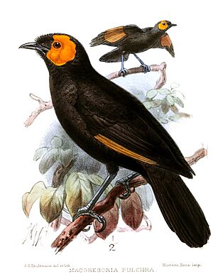 MacgregoriaPulchraKeulemans.jpg