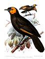 MacgregoriaPulchraKeulemans