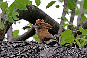 Madagascar hoopoe (Upupa marginata) with spider for chick