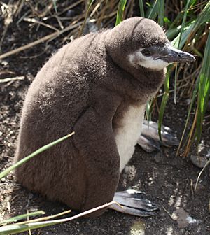 Magellanic Penguin chick (5541437484)