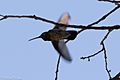 Magnificent Hummingbird (male) Huachuca Canyon Sierra Vista AZ-4 (35488225900)