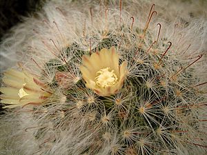 Mammillaria bocasana 03 ies.jpg