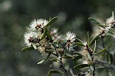 Melaleuca acacioides flowers