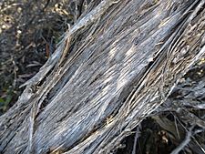 Melaleuca cucullata (bark)