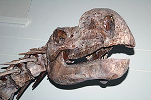 Muttaburrasaurus skull aus