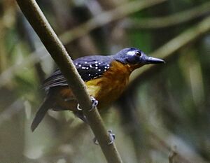Myrmelastes hyperythrus - Plumbeous antbird (female).jpg