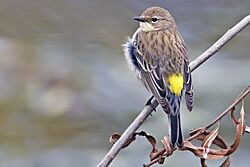 Myrtle Warbler - Port Aransas, TX