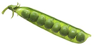 NCI peas in pod