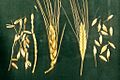 Naked and hulled wheat