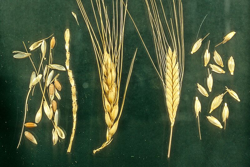 Naked and hulled wheat