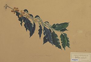 Naturalis Biodiversity Center - L.0939590 - Bernecker, A. - Coffea arabica Linnaeus - Artwork