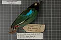 Naturalis Biodiversity Center - RMNH.AVES.49765 1 - Pitta sordida muelleri Bonaparte, 1850 - Pittidae - bird skin specimen