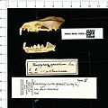 Naturalis Biodiversity Center - RMNH.MAM.15908.a lat - Vampyrum spectrum - skull