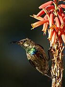 Nectarinia mariquensis (subadult) 1