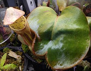 Nepenthes clipeata (cultivated)