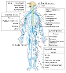 Image: Nervous system diagram-en