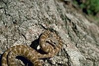 Night snake New Mexico.jpg