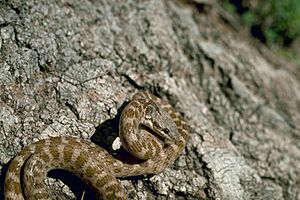 Night snake New Mexico